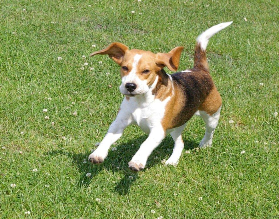 Beagle Odetta bei Bielefeld